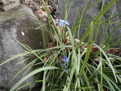 満開前の、百草園