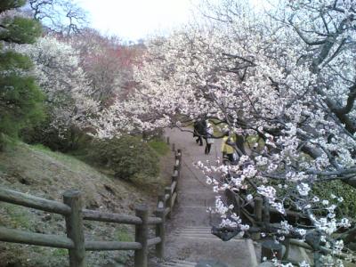 偕楽園は実にうるわし