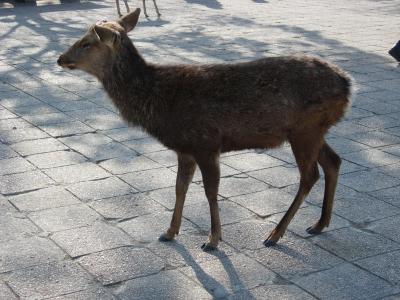 広島にいってきた~その1~