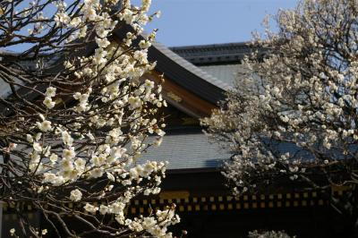 梅祭りの湯島天神と旧岩崎邸