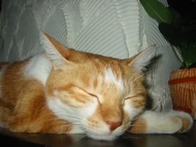 台北マオカフェを探すまたたび