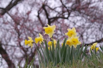 桜を訪ねて古城めぐり
