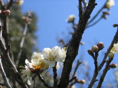 142枚岡神社・梅林