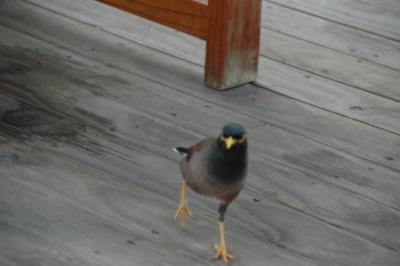 海外子連れ旅第8弾【?】:タイ・サムイ島へ出発だ