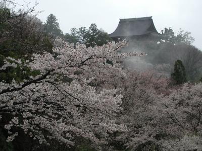 奈良　吉野　蔵王堂と櫻花壇