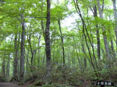 ☆青森・白神山地旅行記☆