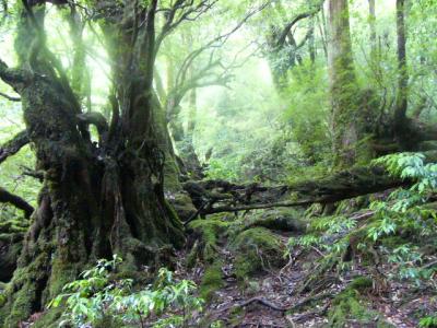 ☆鹿児島県・屋久島旅行記☆