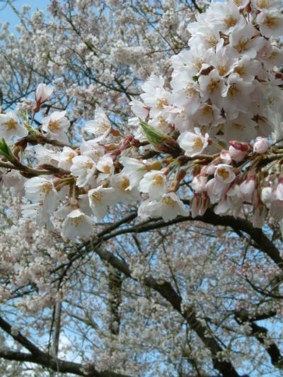盛岡・2005年の桜
