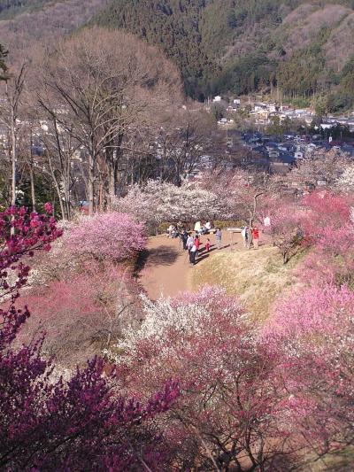 吉野梅郷ハイキング　その?梅の公園の絶景