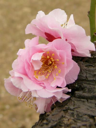 大宮公園の梅もステキ！