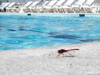 むらの樹in死海