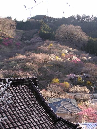 吉野梅郷ハイキング　その?天満宮及び吉野梅郷の名木を求めて