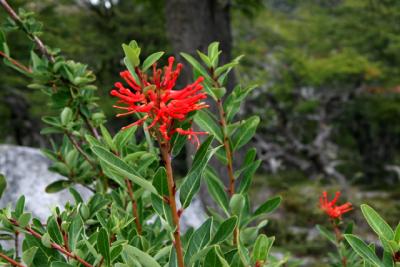 南米・パタゴニア 18・・旅いつまでも・・