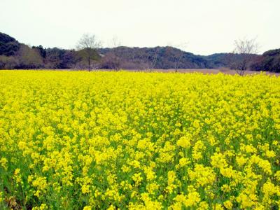 春の便り～桶ケ谷沼～