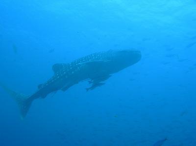 アンダマン海ダイブクルーズ