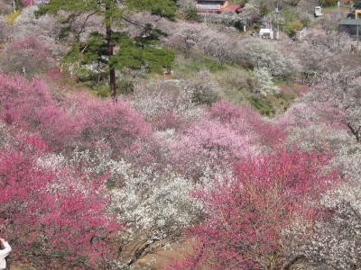 吉野梅郷～梅の公園