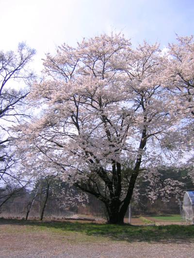 2005年 満開の桜をもとめて