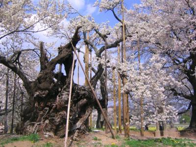 2005年 樹齢1800年最古の巨木 山高神代桜
