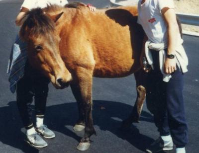 お猿（幸島）とお馬（都井岬）と仲良しに？（春の九州サークルラン?）