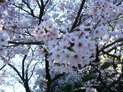 例年よりひと足早い満開の桜便り