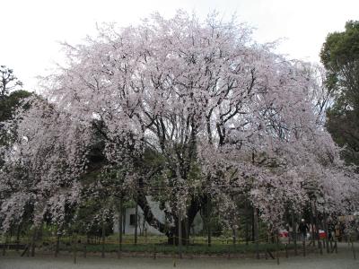 六義園～満開の枝垂桜