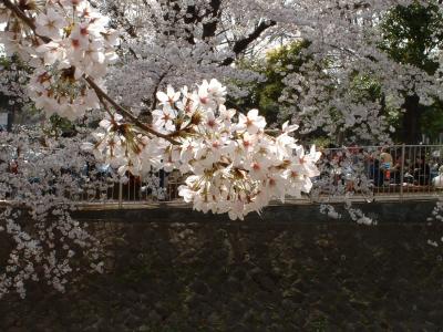 ４月１日ちゃあちゃんの桜追っかけパート?