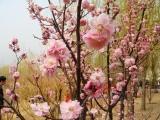 春の北京植物園、臥仏寺へ