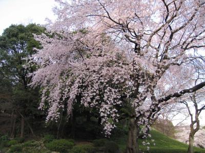今年最初で最後の桜を見にお散歩 in小石川後楽園