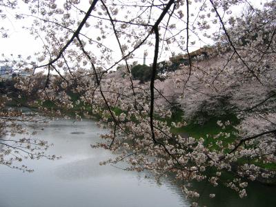 満開の千鳥ヶ淵の桜