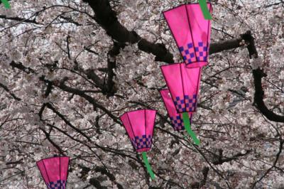 国立印刷局の桜。