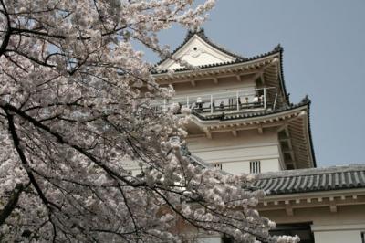 小田原城の花見。