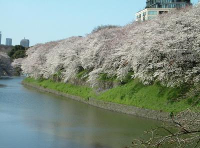 桜満開