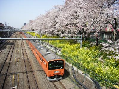 ちゃあちゃんの桜追っかけパート?