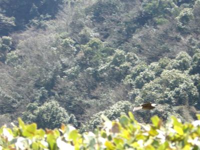 Awaji-island,Japan: ドライブin淡路島