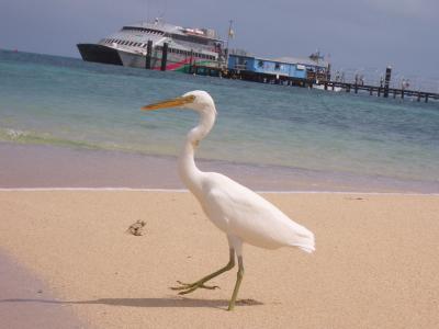 ウキ雨季☆ケアンズ~サイクロンにも負けず