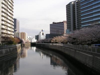 大崎ゲイトシティー川沿いの桜のある風景