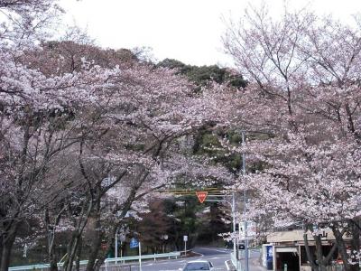 春です～お花見だよ～♪