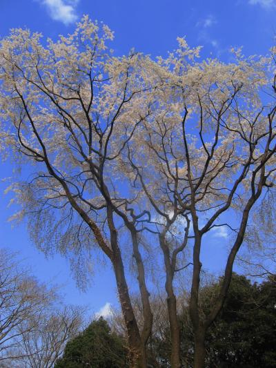 枝垂れ櫻　in　名勝六義園☆　ライトアップは終わったけれど・・。