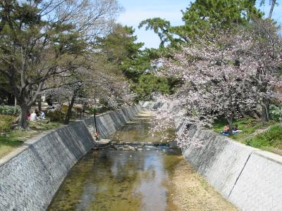 夙川お花見歩き