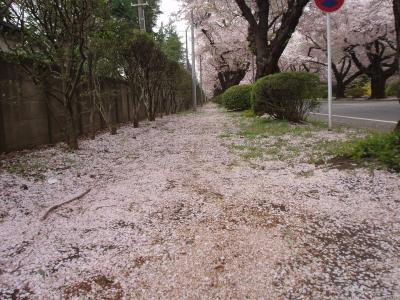 snowsakura すの桜