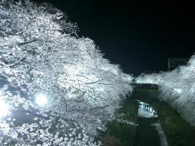 山崎川の夜桜は集中的