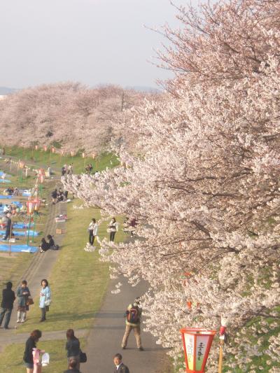 日本の桜100選に入っていた桜並木
