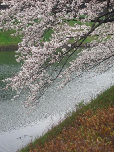 弥生の桜　in　千鳥ヶ淵緑道　☆歓びも哀しみも包み込んで・・。