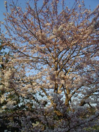 国立劇場のさくらまつり