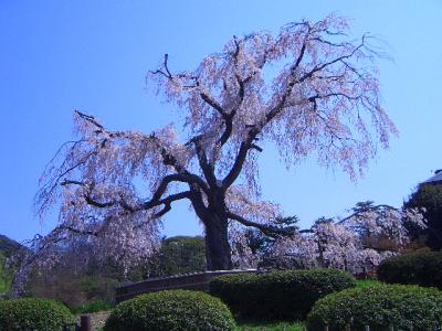 円山公園