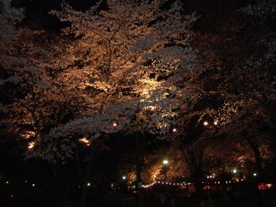 高崎公園で夜桜を見てきました。