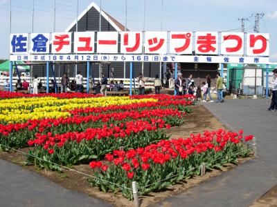 先取り！佐倉チューリップ祭り