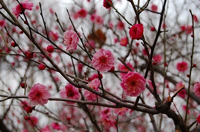 南京梅観賞 part2