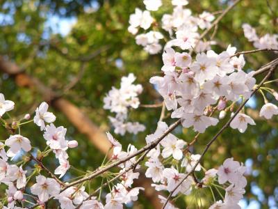 お花見●宴たけなわ●富岡総合公園