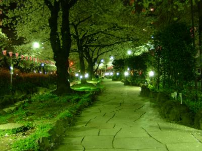 播磨坂で夜桜を見てきました。